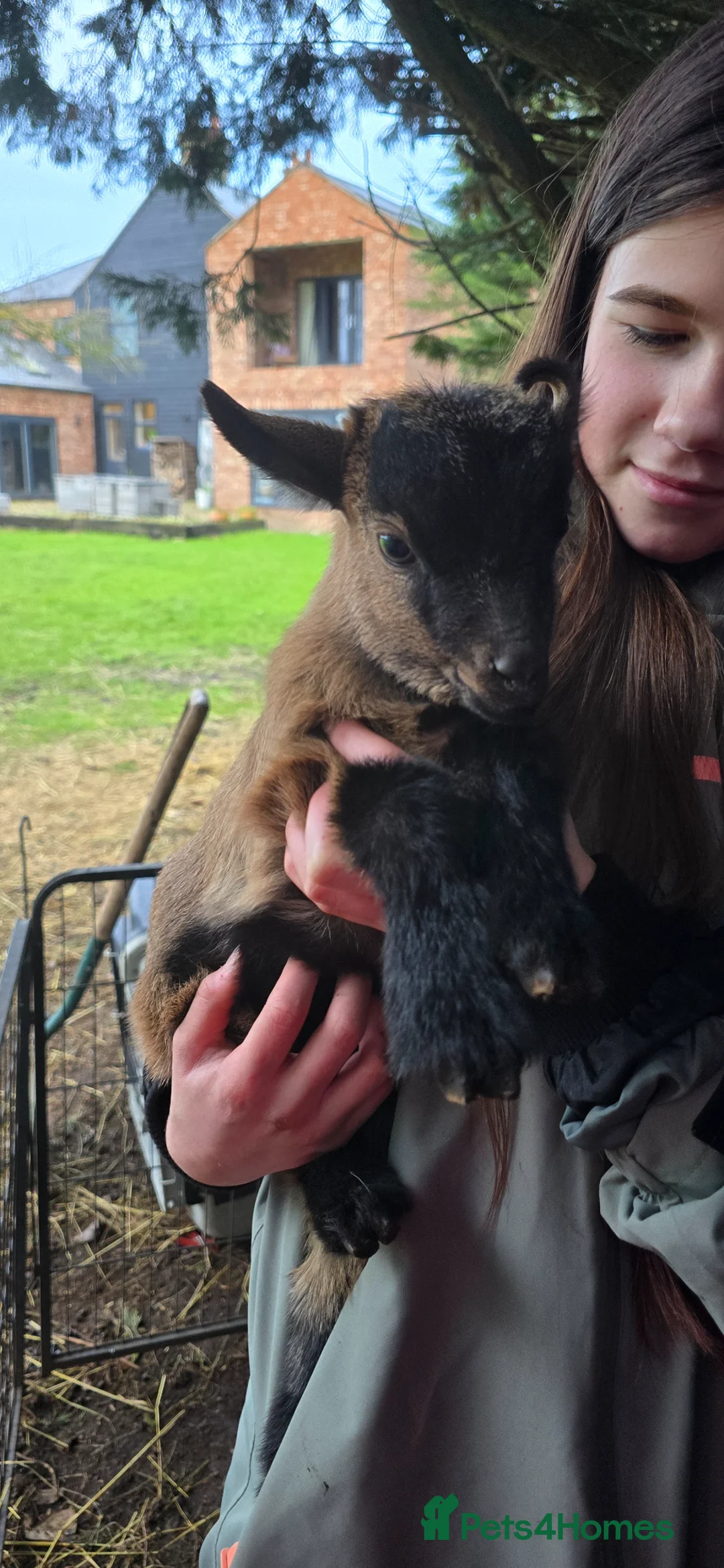 Goats livestock for sale: FEMALE PYGMY GOAT KID FOR SALE 12 WEEKS OLD - Advert 2