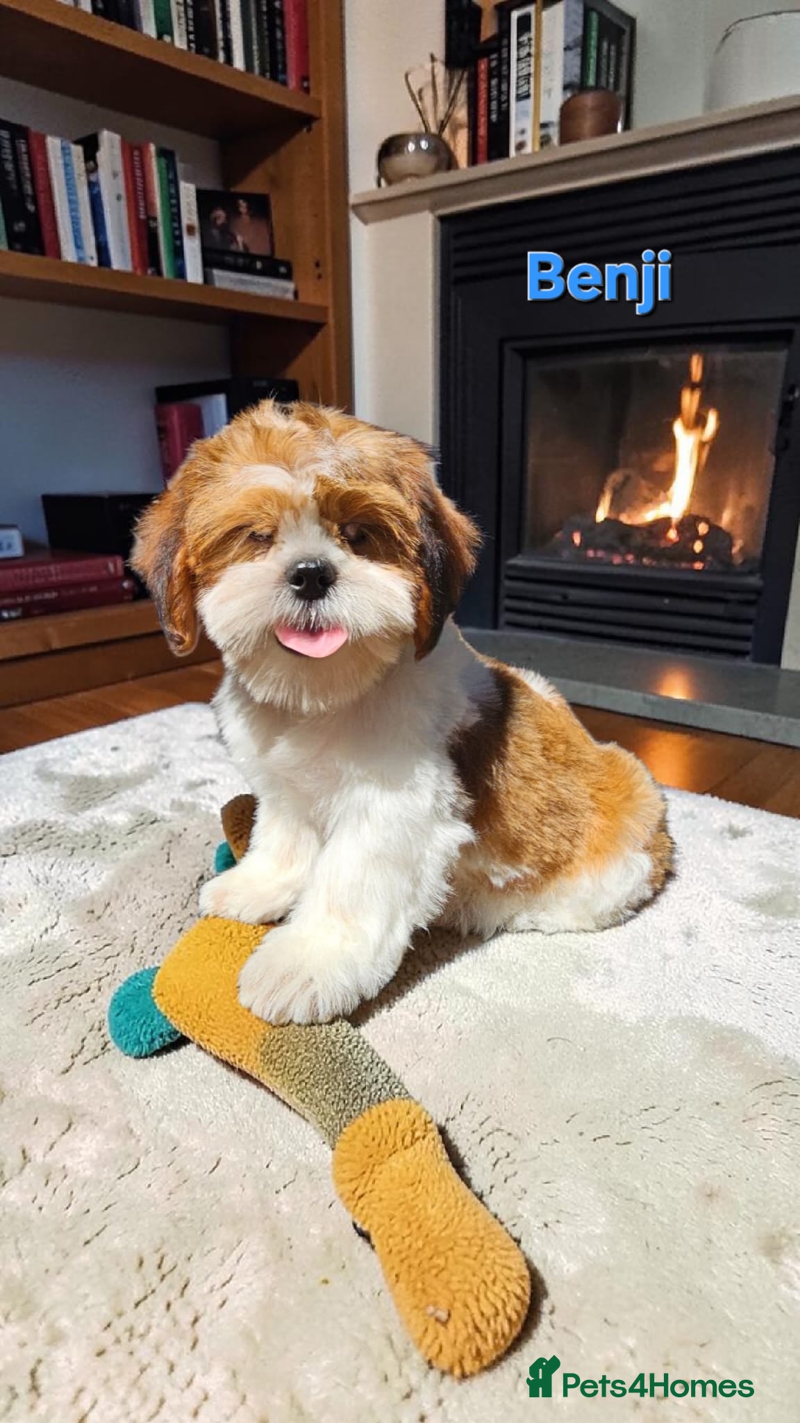 Shih Tzu dogs  💞 QUALITY STANDARD SHIH TZU 💕 - Advert 1