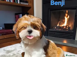 Shih Tzu dogs 💞 QUALITY STANDARD SHIH TZU 💕 - Advert 1