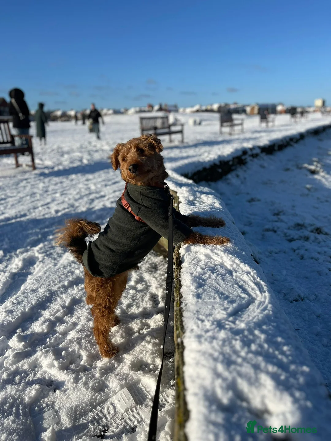 Welsh Terrier dogs for sale: Lenny — 3½-year-old KC reg, for rehoming. - Advert 3