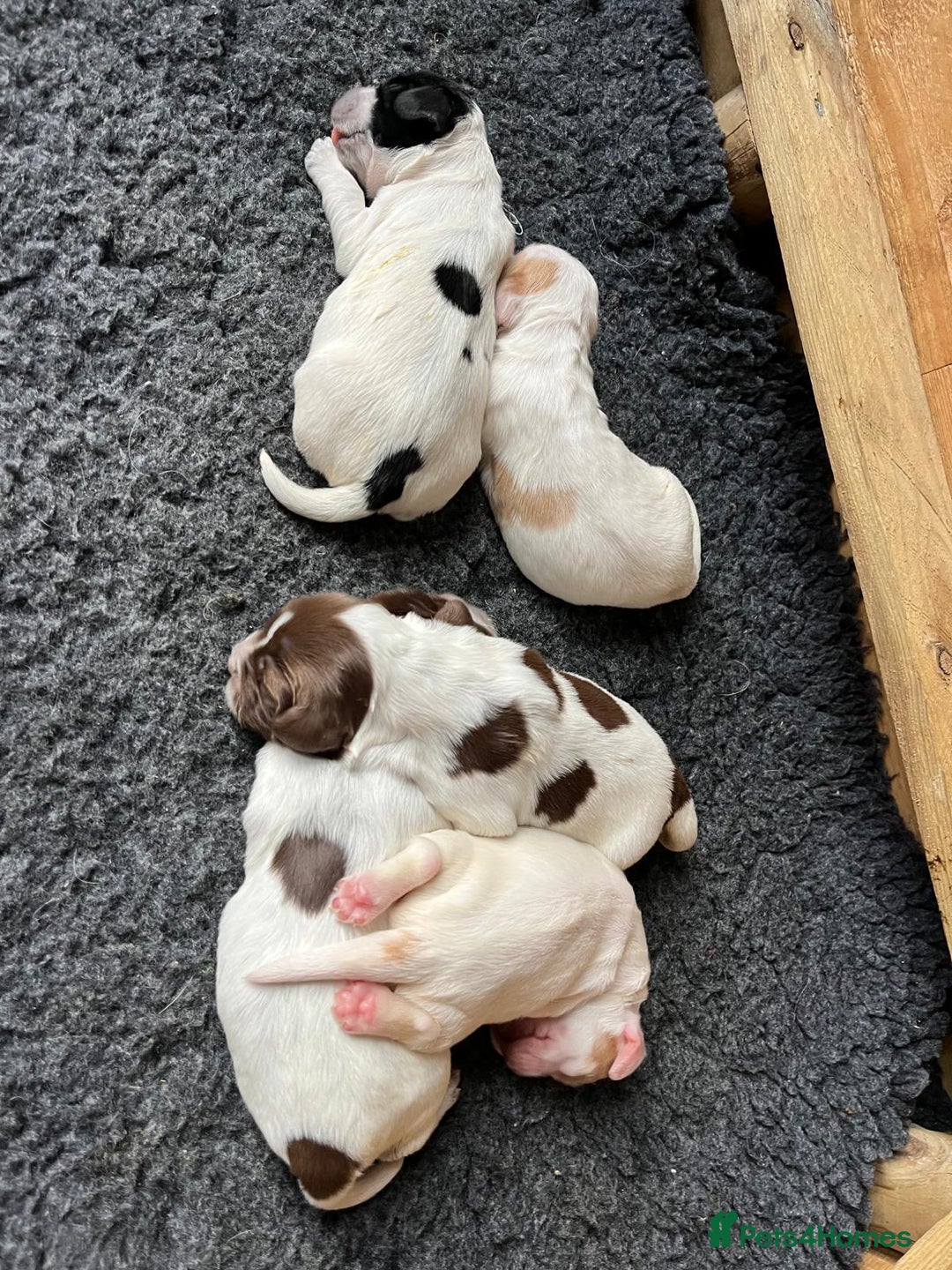 Sprocker dogs for stud: Twice proven handsome Sprocker available for stud in Mexborough - Advert 18