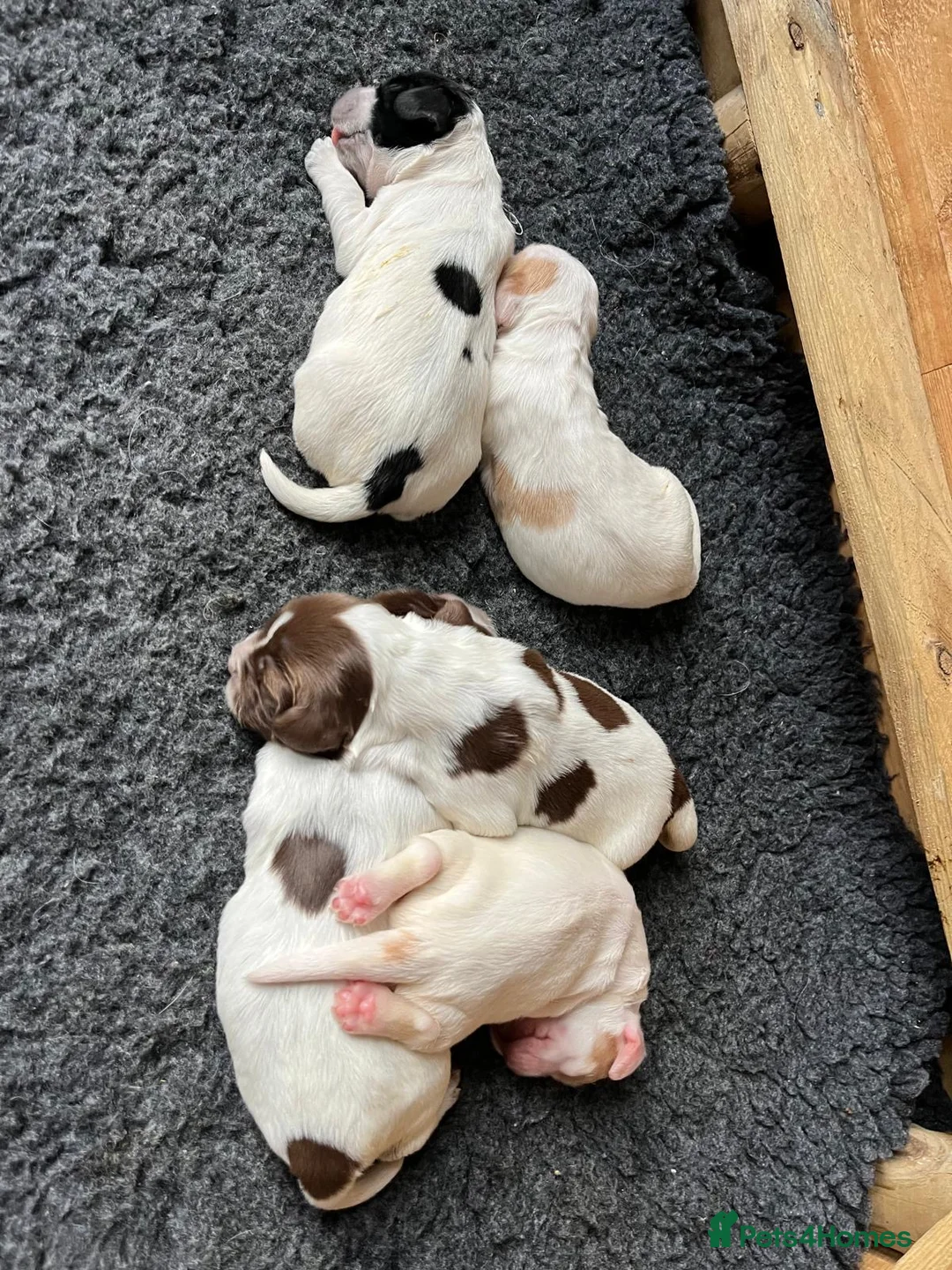 Sprocker dogs for stud: Twice proven handsome Sprocker available for stud in Mexborough - Advert 18