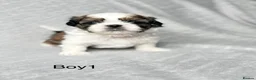 Shih Tzu dogs for sale: Beautiful Shih Tzu Puppies – Boys & Girls in Northampton - Advert 19