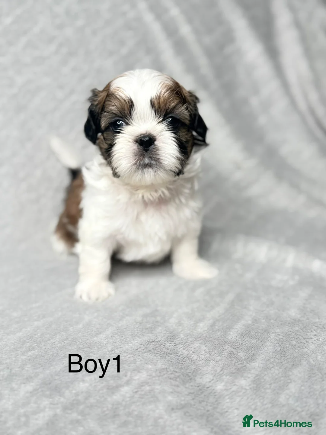 Shih Tzu dogs for sale: Beautiful Shih Tzu Puppies – Boys & Girls in Northampton - Advert 19