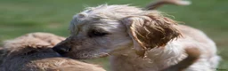 Mixed Breed dogs for sale: Cocker spaniel puppies in Ashford - Advert 3