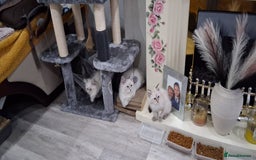 Siberian cats for sale: Siberian Neva Masquerade - Image 2