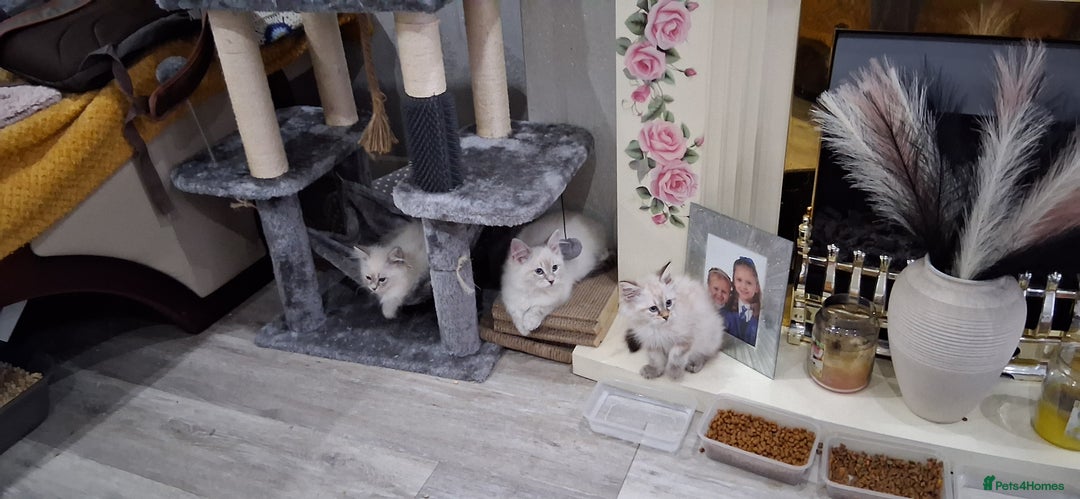 Siberian cats for sale: Siberian Neva Masquerade - Image 2