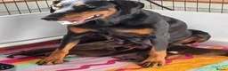 Dobermann dogs for sale: Healthy, happy Dobermann puppies available - Advert 5