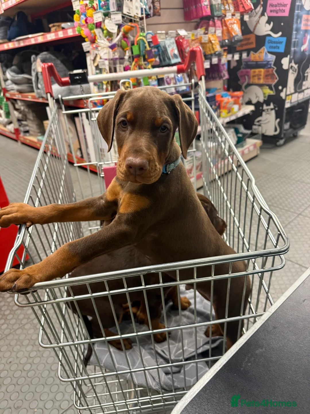 Dobermann dogs for sale: OUTSTANDING FULL EUROPEAN DOBERMAN - Advert 20