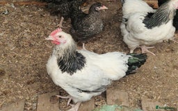 Chickens poultry for sale: 5 Chickens Sussex & bantys  - Image 2