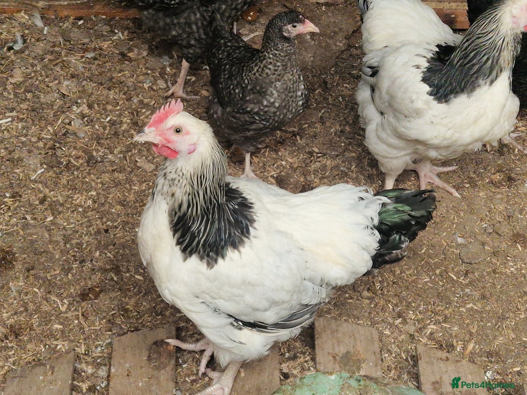 Chickens poultry for sale: 5 Chickens Sussex & bantys  - Image 2