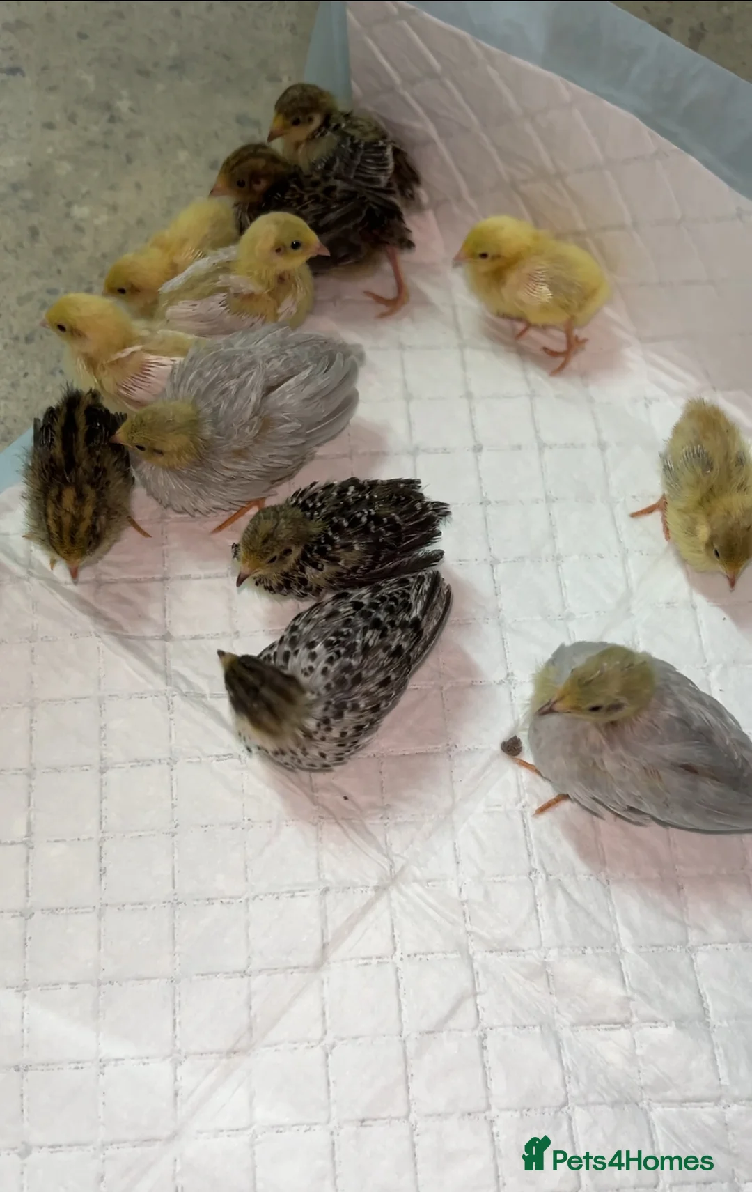 Quail poultry for sale: Fresh Chinese Painted Quail Hatching Eggs  - Advert 11