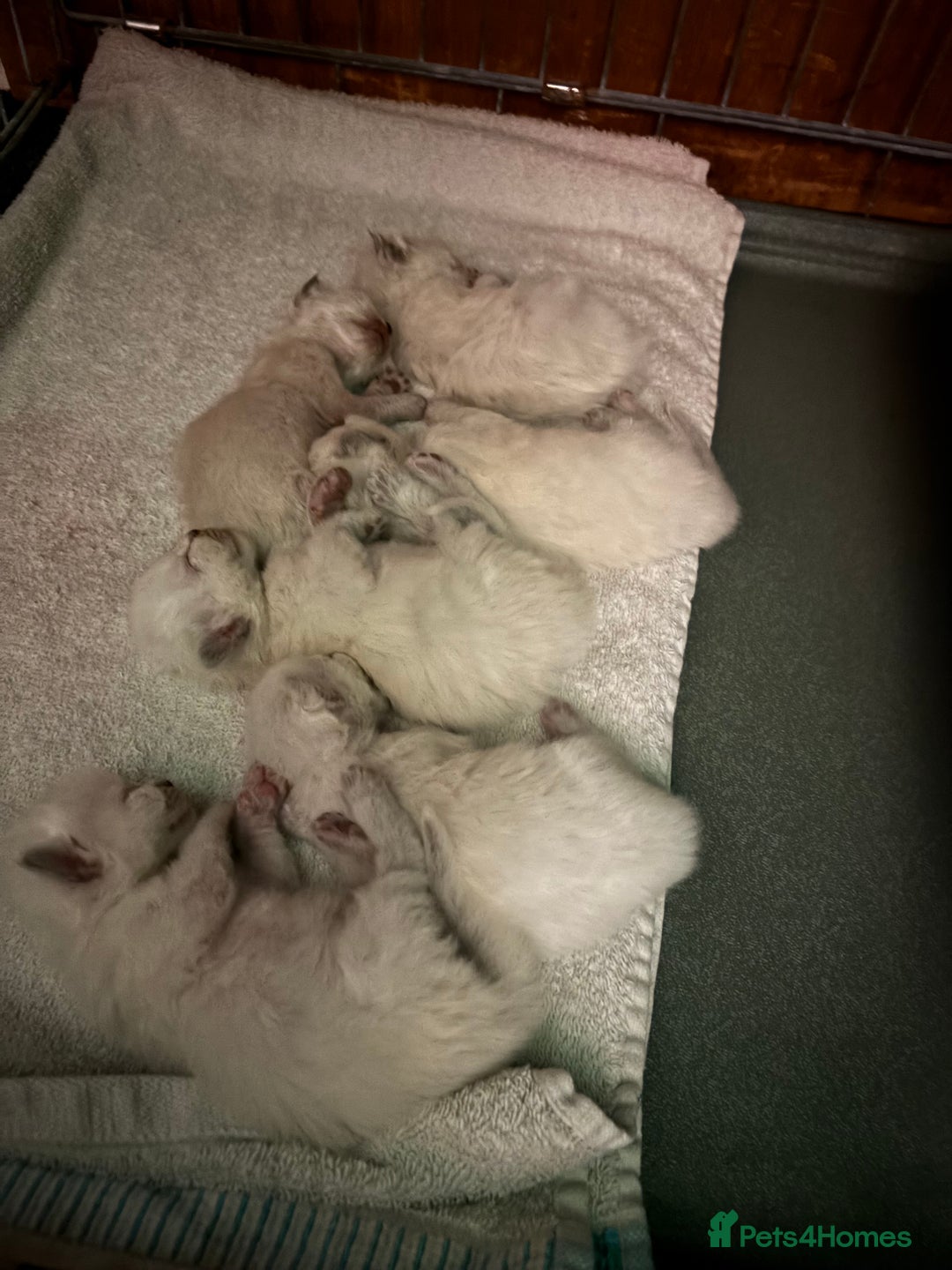 Ragdoll cats for sale: Ragdoll kittens  - Image 28