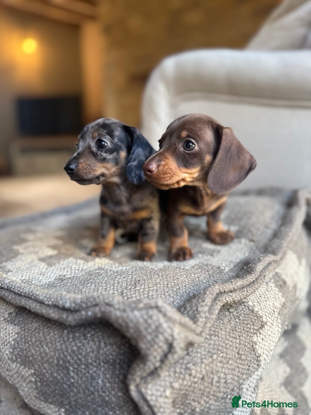 Miniature Dachshund dogs for sale: KC champ lines miniature smooth dachshund puppies - Image 10