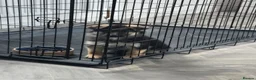 German Shepherd dogs for sale: 10 week B&T female gsd pup - Advert 12