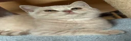 British Shorthair cats for sale: Muffin - Male Solid cream British Shorthair - Advert 8