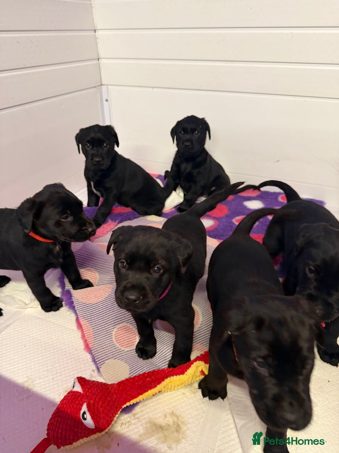 Labrador Retriever dogs for sale: Labradors 6 chunky black boys and 1 little girl - Advert 27