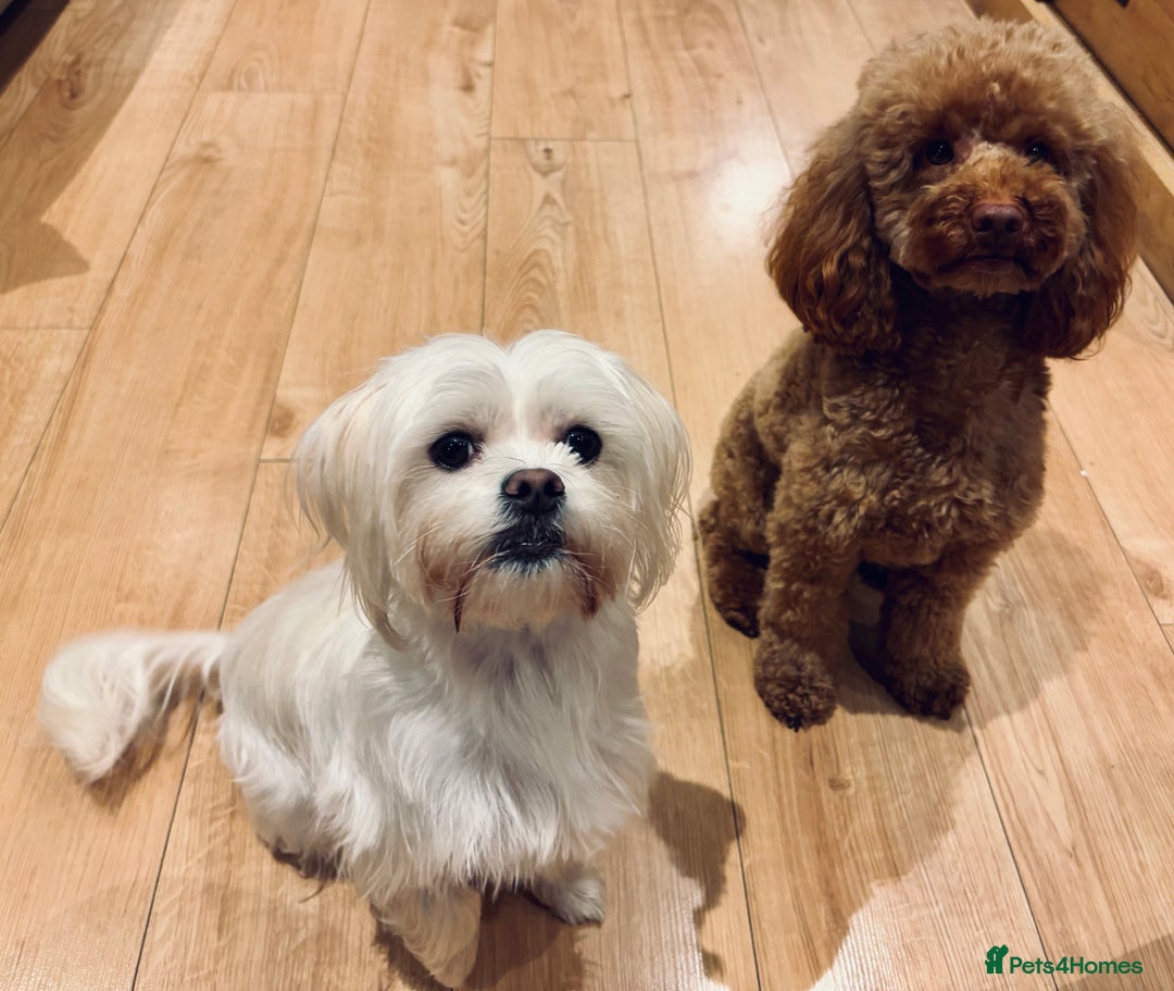 Maltipoo dogs for sale: Beautiful Maltipoo puppies for sale - Image 11
