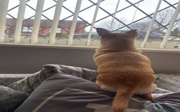 Chihuahua dogs for sale: 1year old loving  puppy who’s needs re homing  - Image 4