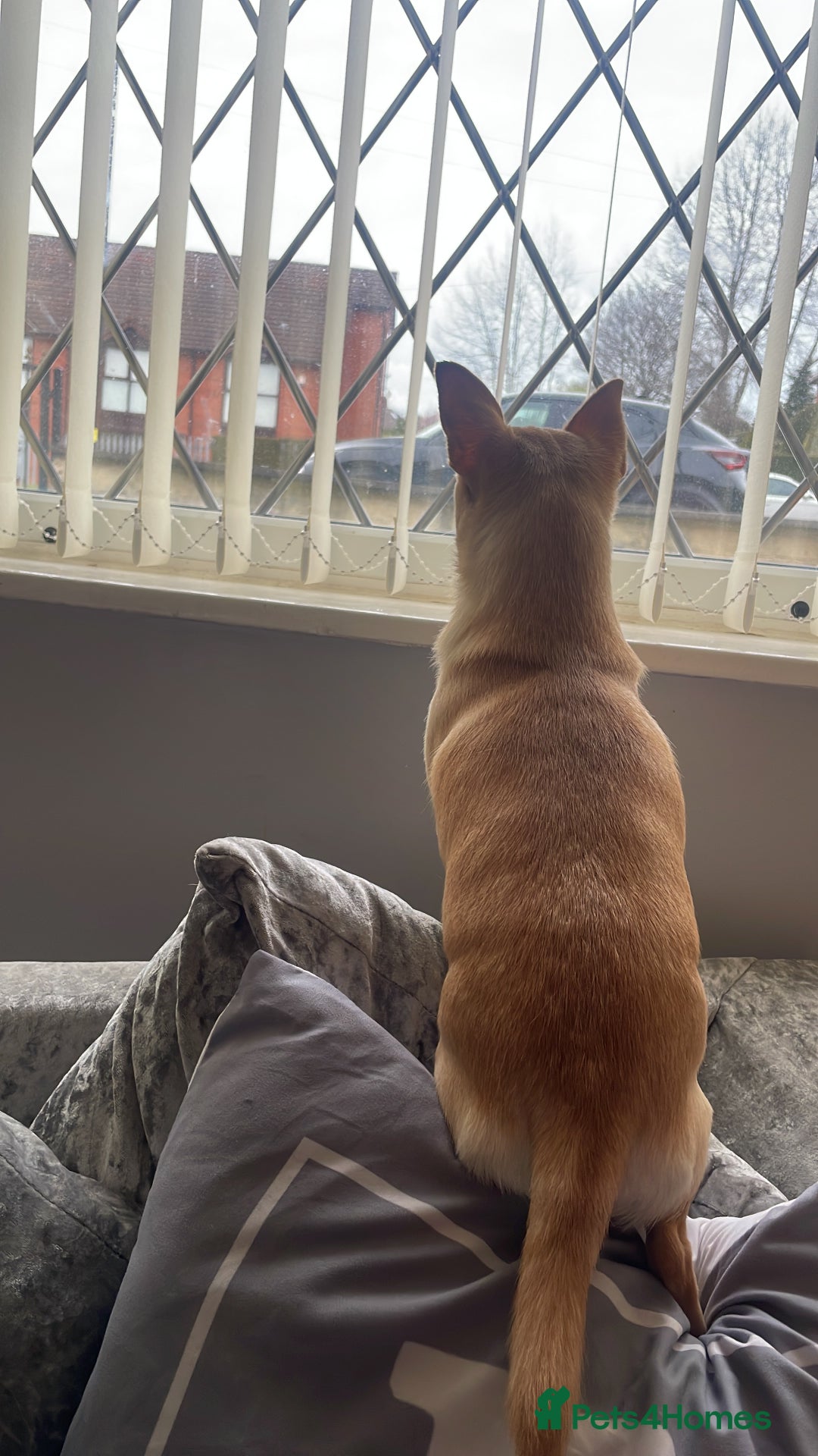 Chihuahua dogs for sale: 1year old loving  puppy who’s needs re homing  - Image 4