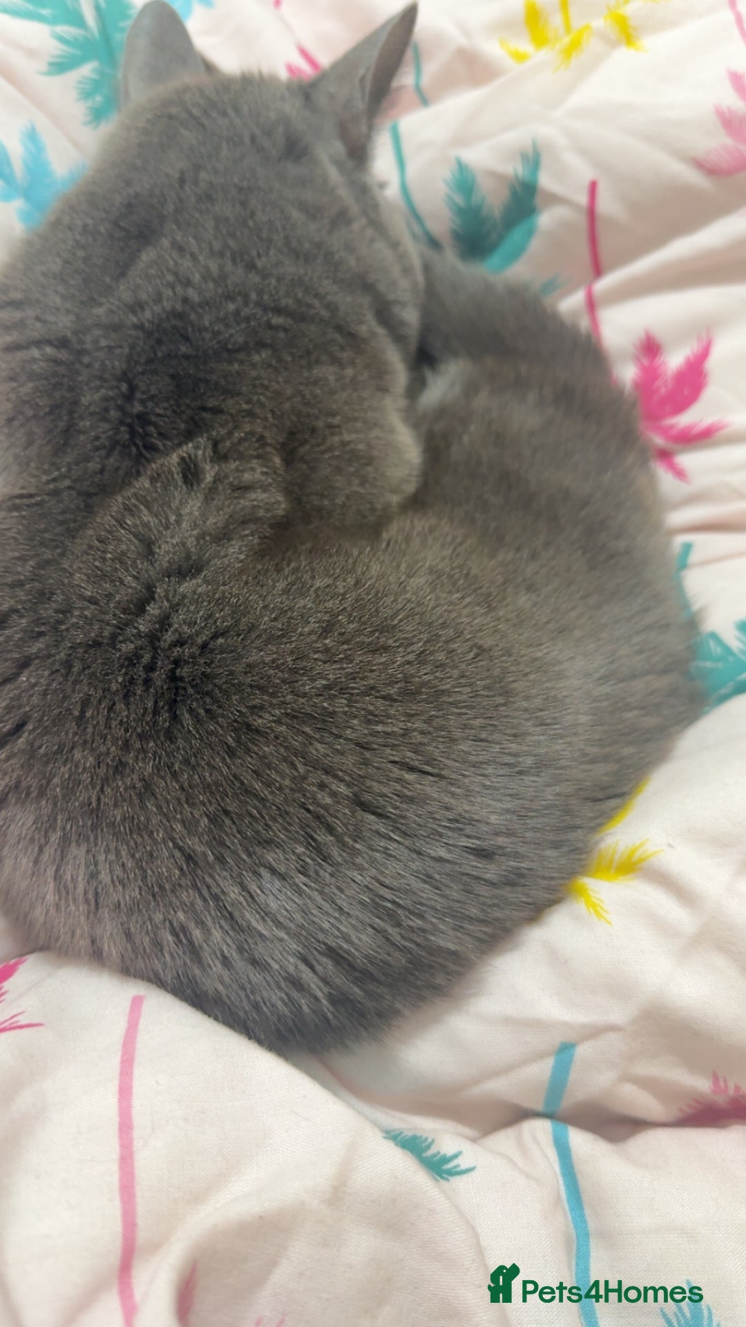 British Shorthair cats for sale: Cat for sale - Advert 3