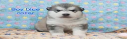 Alaskan Malamute dogs for sale: Pedigree Alaskan Malamute puppies  - Advert 9
