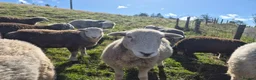 Sheep livestock for sale: Herd of Beautiful Herdwick Sheep - Advert 12