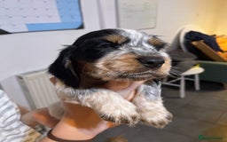 Cocker Spaniel dogs for sale: Cocker spaniel puppies  - Image 8