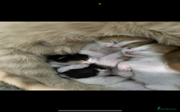 Mixed Breed cats for sale: Beautiful kittens looking for their forever homes  - Image 4