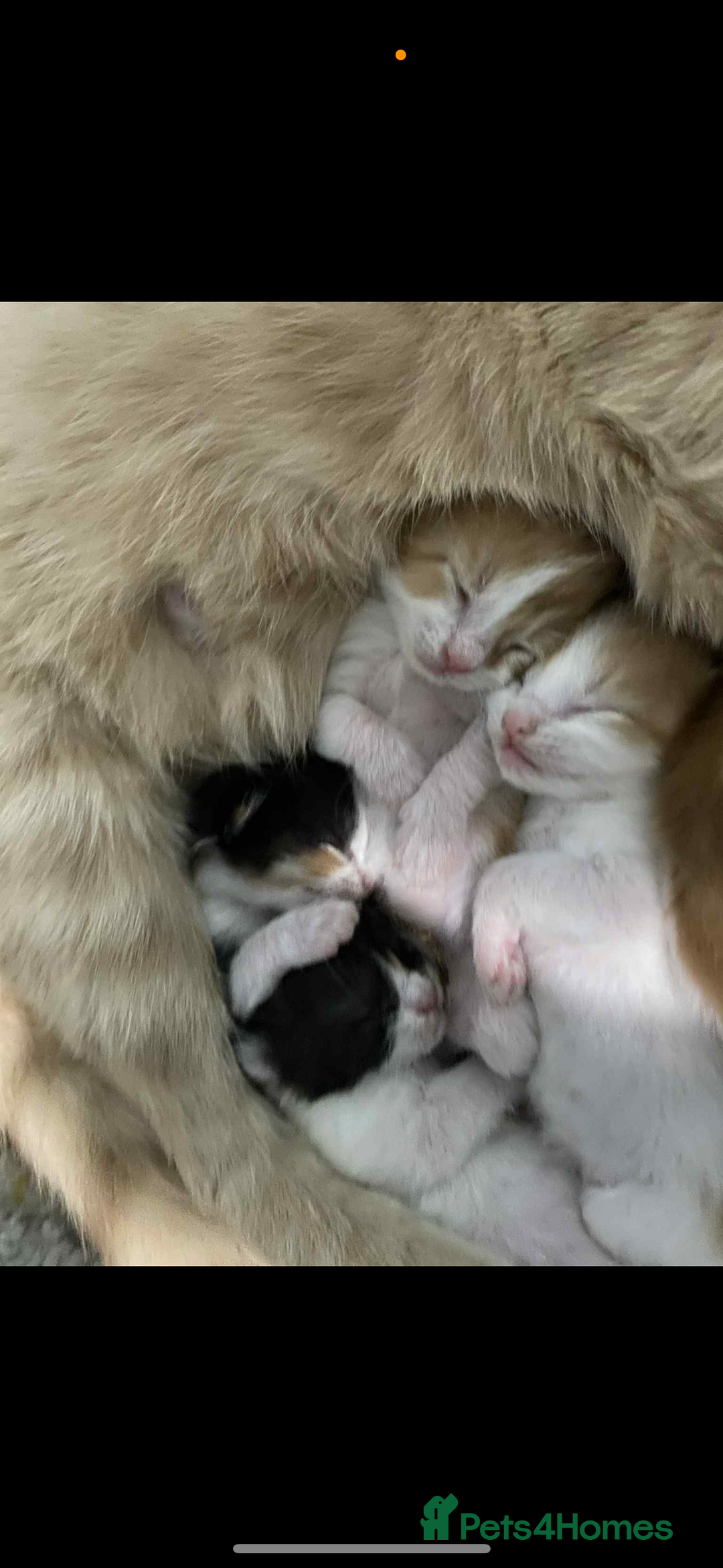 Mixed Breed cats for sale: Beautiful kittens looking for their forever homes  - Image 4