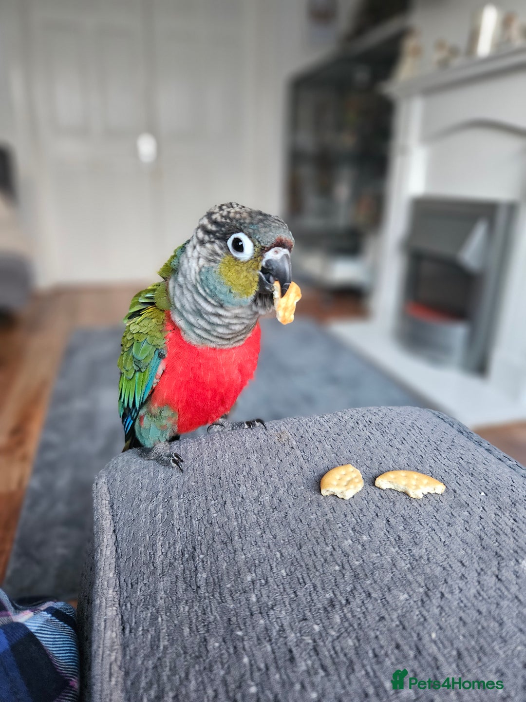 Conures birds for sale: 2 x conure parrots and cage pluc extras - Advert 3