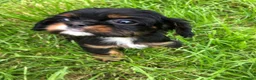 Cavalier King Charles Spaniel dogs for sale: Cavalier King Charles puppies  - Advert 22