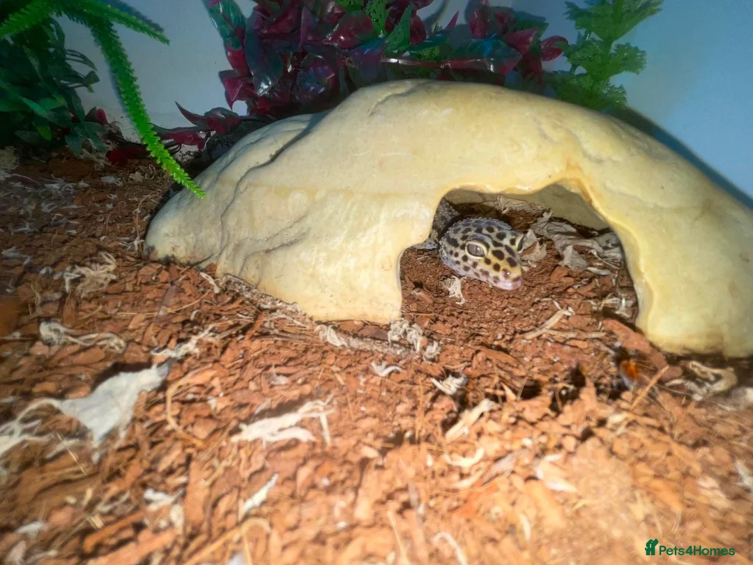 Leopard Gecko reptiles for sale: 120 gallon exo terror tank leopard gecko in Manchester - Advert 2