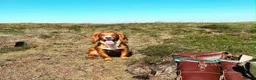 Cocker Spaniel dogs for sale: Cocker Spaniel pups  in Seaham - Advert 1