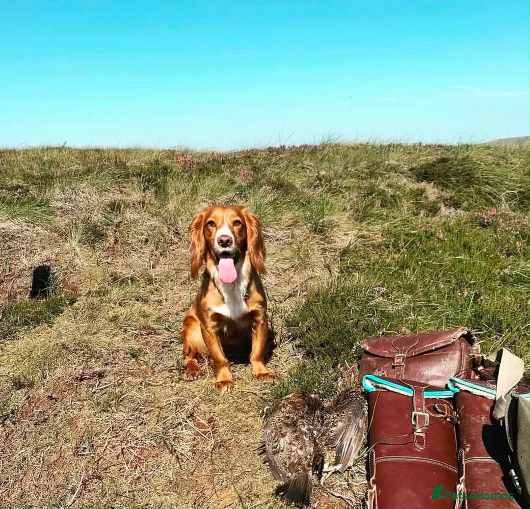 Cocker Spaniel dogs for sale: Cocker Spaniel pups  in Seaham - Advert 1
