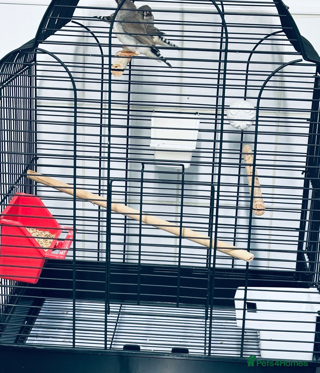 Finches birds for sale: Baby Zebra Finches & Cage - Advert 10