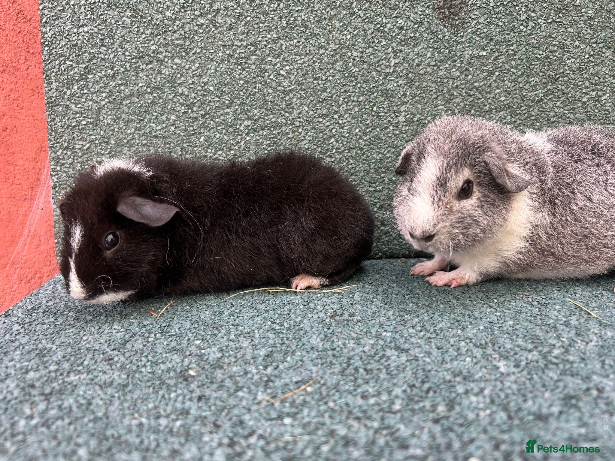 Guinea Pig rodents Baby Guinea pigs  - Advert 2