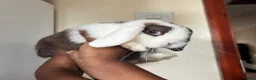 Mini Lop rabbits for sale: 2 Boy Rabbits  - Advert 2