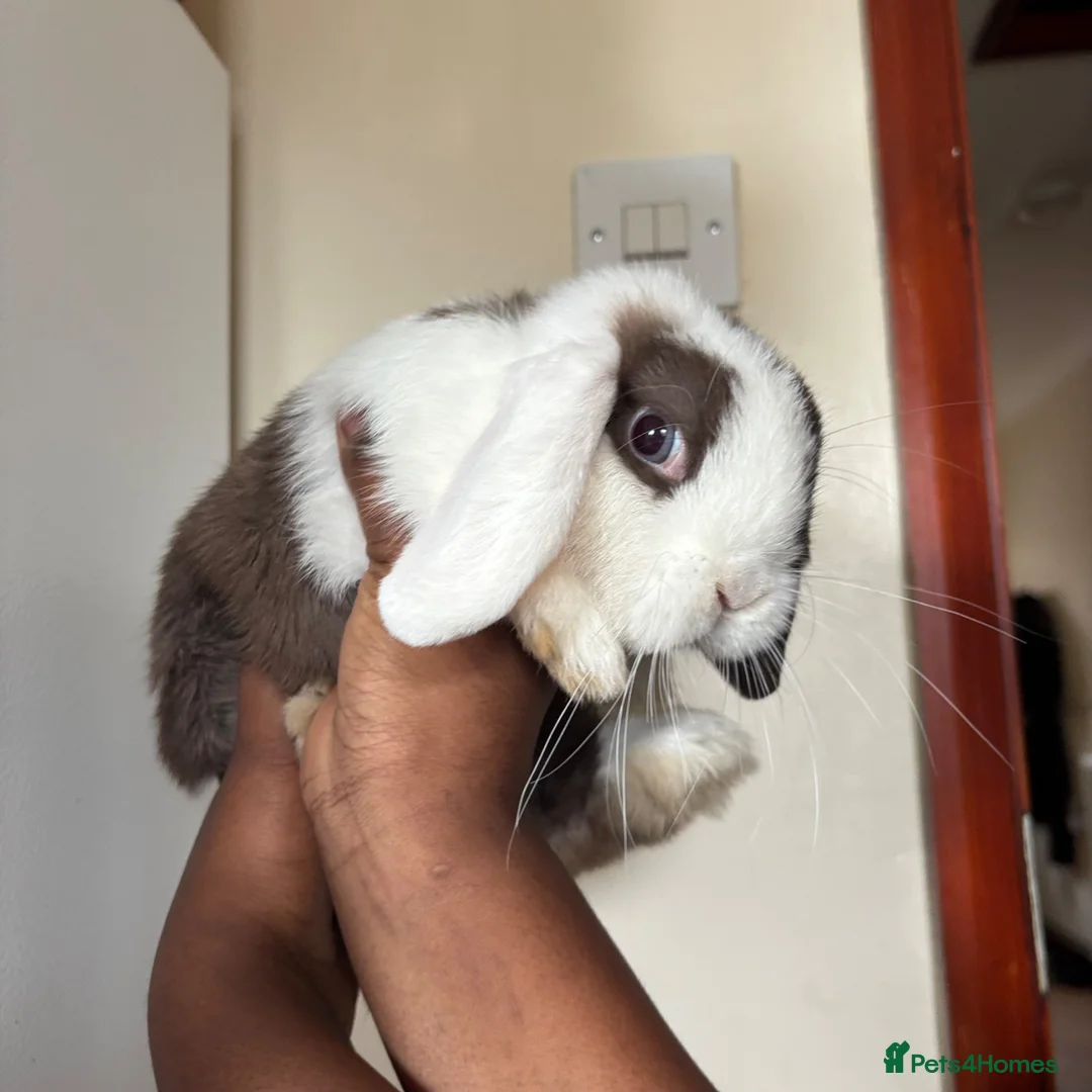 Mini Lop rabbits for sale: 2 Boy Rabbits  - Advert 2