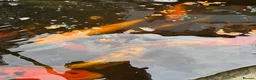 Koi Carp fish for sale: Koi carp x 4 1 grass carp 2 tri goldfish 7 fish  - Advert 4