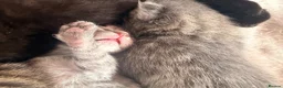 Mixed Breed cats for sale: Beautiful British Shorthaired Cross Kittens - Advert 35