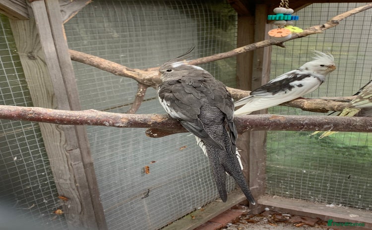 Cockatiels birds - Advert 1