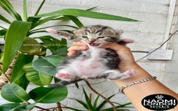 Bengal cats for sale: ⭐️ BENGAL KITTEN FOR SALE! ⭐️ 🩷❤️🧡💛💚🩵💙💜 - Image 4