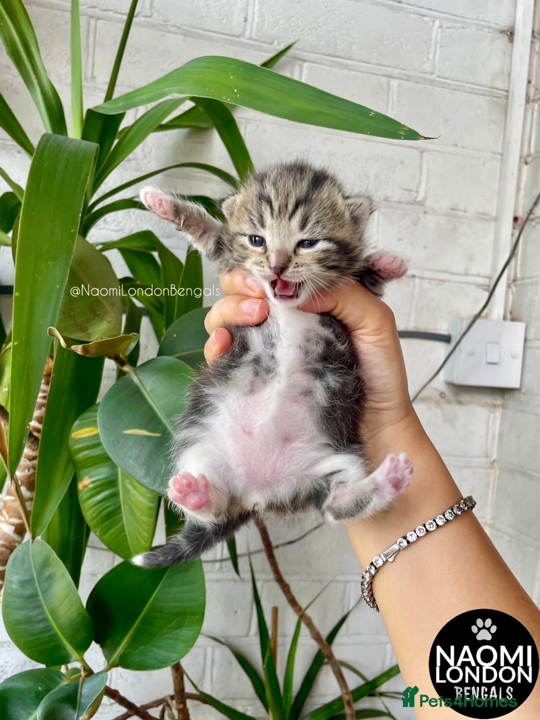 Bengal cats for sale: ⭐️ BENGAL KITTEN FOR SALE! ⭐️ 🩷❤️🧡💛💚🩵💙💜 - Image 4