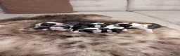 Boston Terrier dogs for sale: Beautiful Boston terrier puppies for sale  - Advert 2