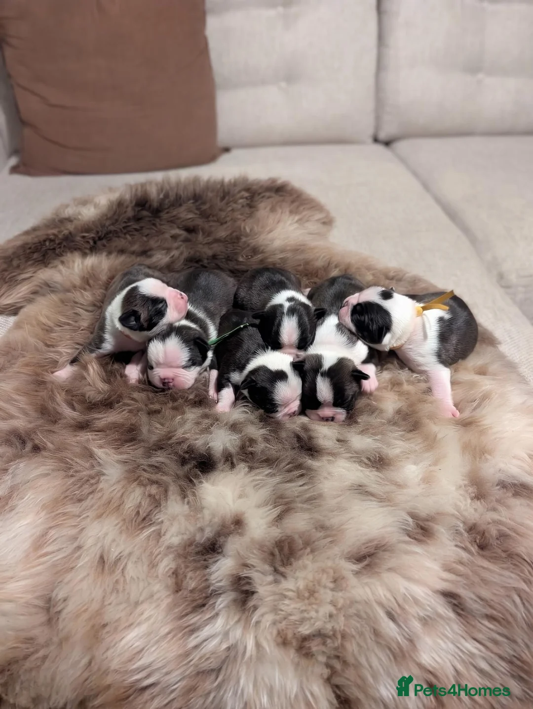 Boston Terrier dogs for sale: Beautiful Boston terrier puppies for sale  - Advert 2