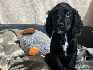 Cocker Spaniel dogs Working Cockerspaniel Pups - Advert 5