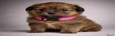 Pomchi Puppy pink