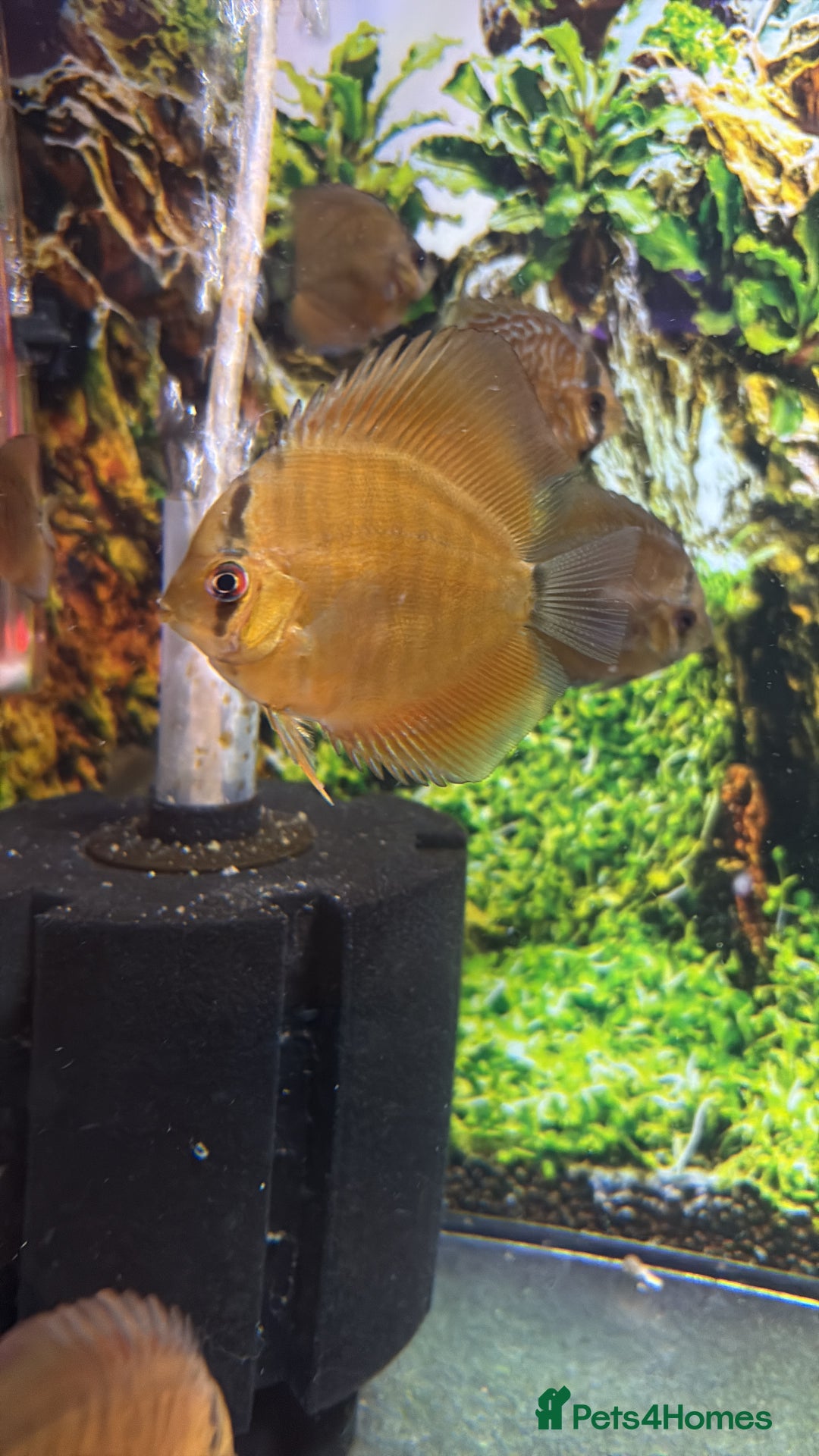 Discus fish for sale: Discus  - Advert 3