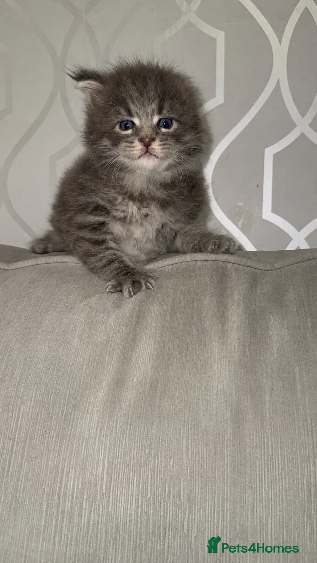 Maine Coon cats for sale: TICA Registered Maine Coon Kittens  - Advert 2